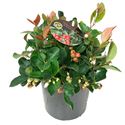 Afbeelding van Gaultheria P10.5 procumbens "Winter pearls" (rode bessen)